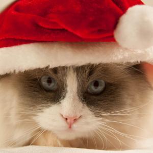 The youngest cat